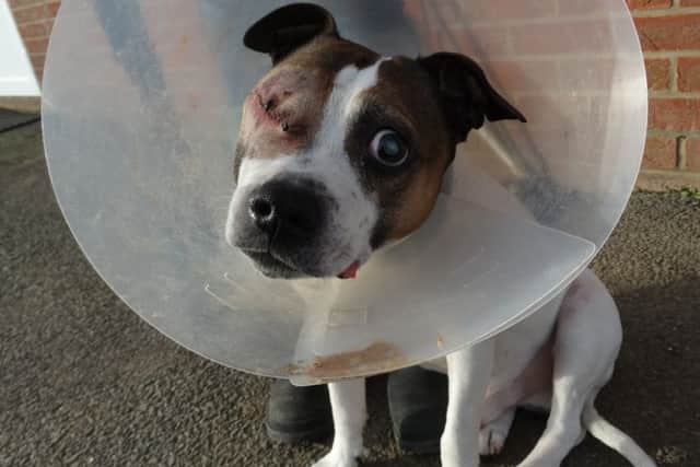 Pooch after his right eye was removed