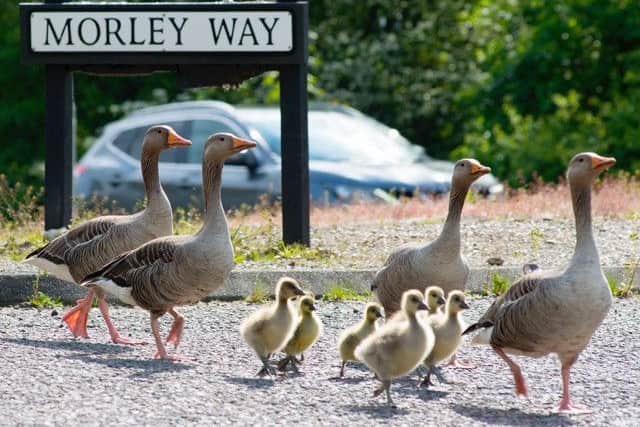 The Geese cross the road. Pic: Daral Brennan/BMAP