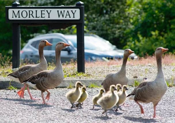 The Geese cross the road. Pic: Daral Brennan/BMAP