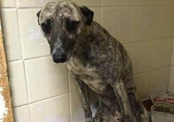 Do you recognise this dog? Uo40nLrY1pDBPWNutItx