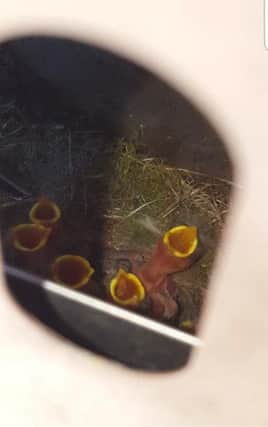 NEWBORNS: The baby brids nesting inside the ashtray