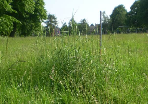 Long grass at Fletton Regreaction Ground pictured by PT reader Peter Slinger