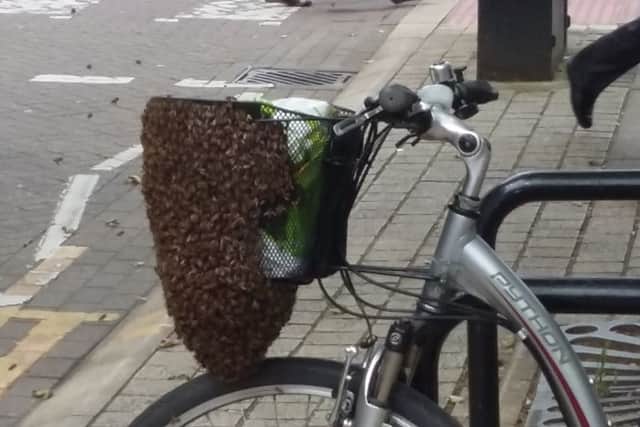 The bees