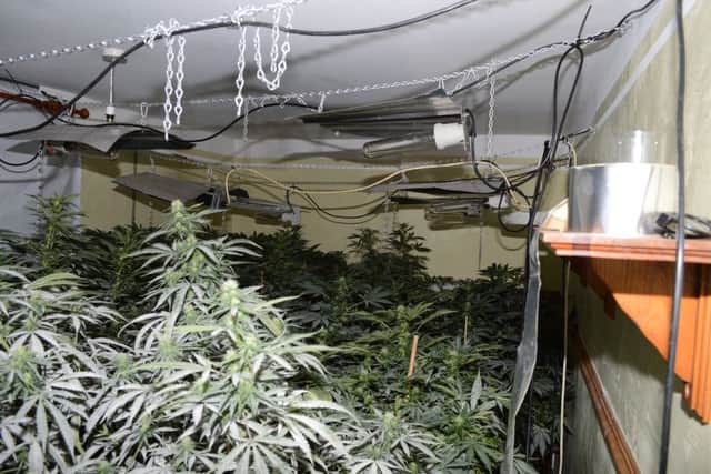 Cannabis found in the factory