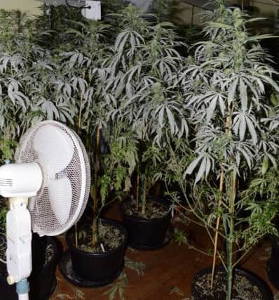 Cannabis found in the factory