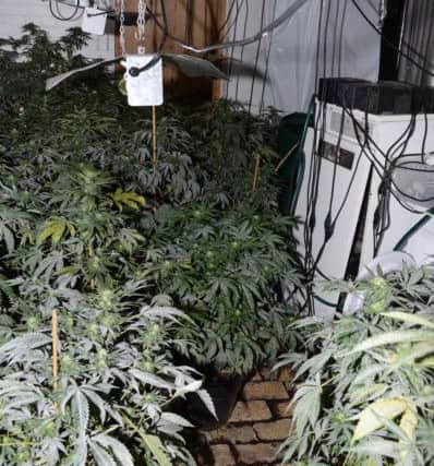 Cannabis found in the factory
