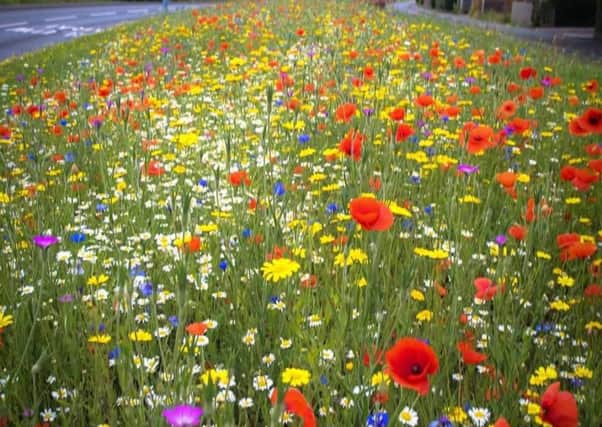 An example of the flowers in Wrexham 3DdEDr9UDe8GTM1pxzPK