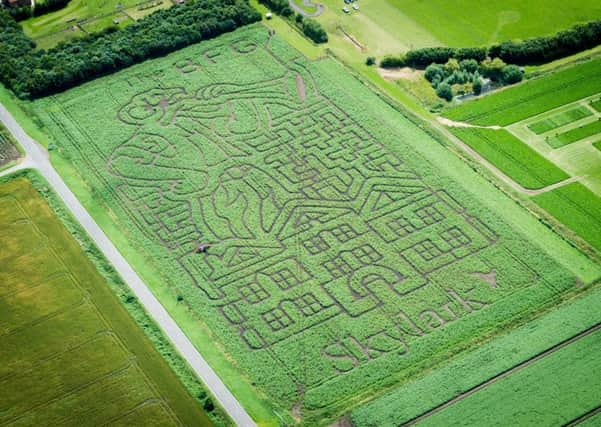 The giant image of the Big Friendly Giant (BFG) in a maize maze in March.