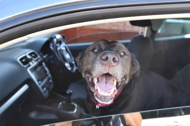 Charlie the lab - dog in a hot car EMN-160718-171314009