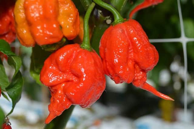 A Carolina Reaper chilli (image: Tesco)