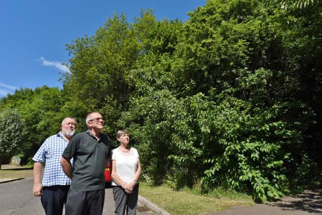 John and Judy Fox with Steve Lane looking at overgrown trees at Livermore Green, Werrington EMN-160722-115606009