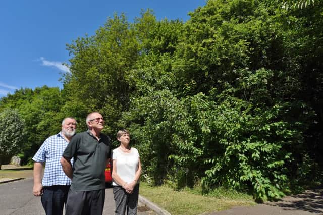John and Judy Fox with  Steve Lane looking at overgrown trees at Livermore Green, Werrington EMN-160722-115606009