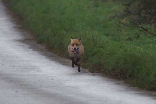 A fox