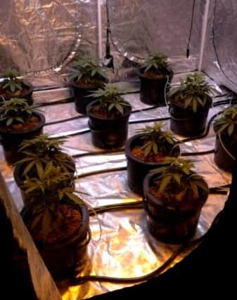 The cannabis farm uncovered in Eaton Socon