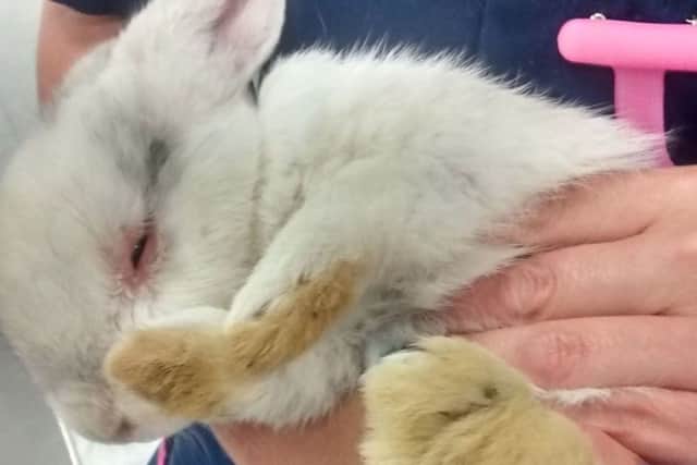 One of the rabbits found by the RSPCA in Peterborough