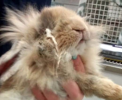 One of the rabbits found by the RSPCA in Peterborough