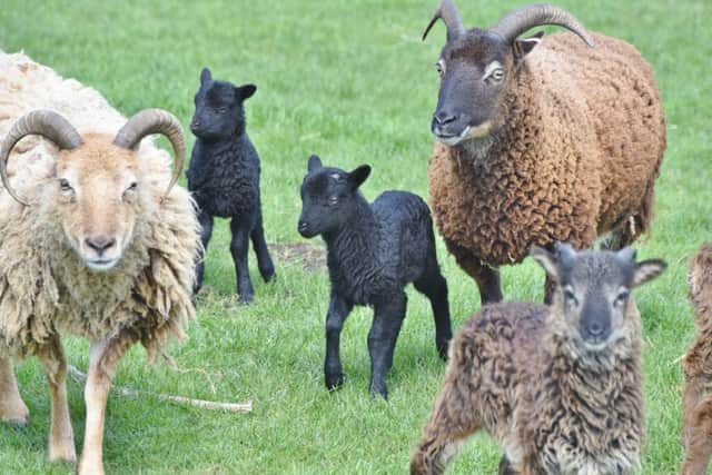 Soay Sheep with their new lambs at Flag Fen - EMN-161004-201145009