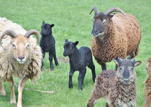 Soay Sheep with their new lambs  at Flag Fen - EMN-161004-201145009
