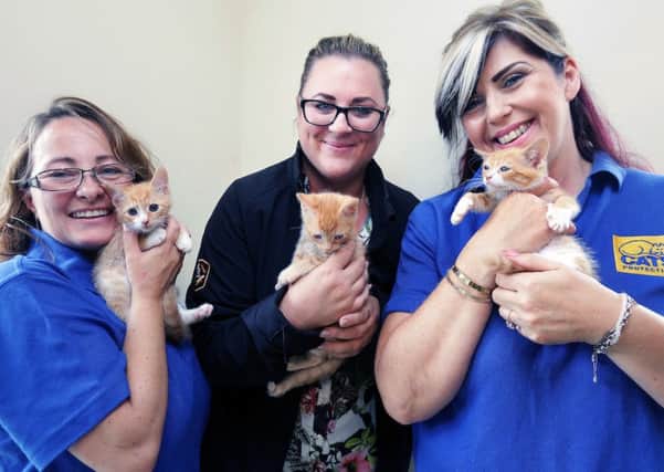 Three 8 week old sister kittens with Maria Milford (CP), Mel Hobson (Amazon) ands Sheridan Gaunt (CP.) Photo: Â© Tim George/ UNP
