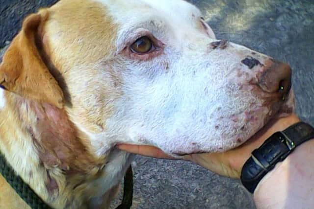 The dog