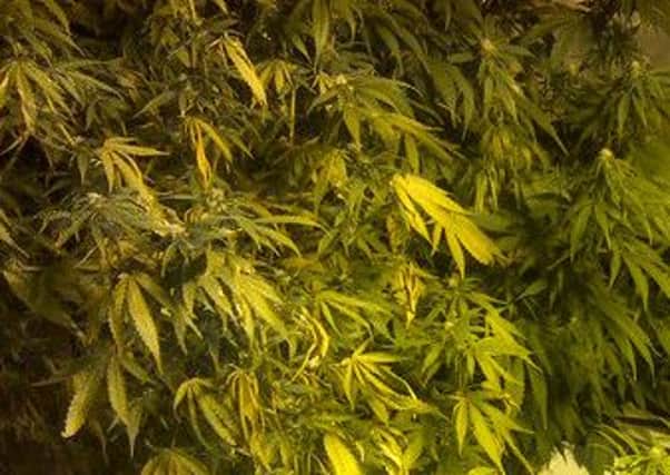 A stock photo of a cannabis farm SUS-160801-114204001