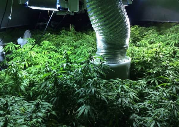 The cannabis factory found in Bunkers Hill LUVDtgG097nzjMHz8vd1