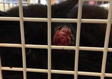 The rescued cat whose eye has prolapsed and has now had surgery r2MFrnCC0z5cZLkQTUV3
