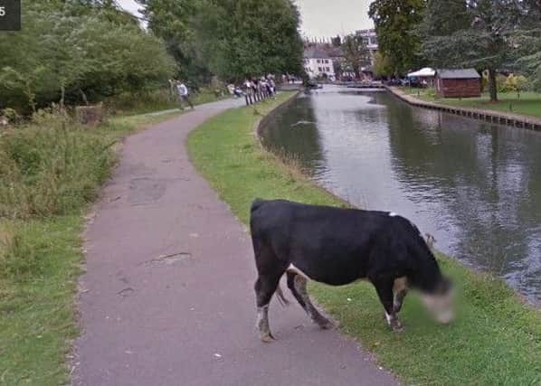 UDDERLY STUPID? Do you recognise this cow?