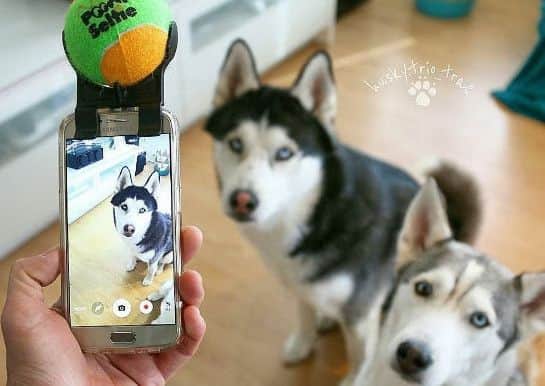 The Pooch Selfie