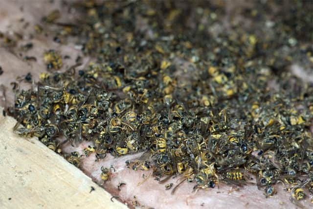 The giant wasps nest