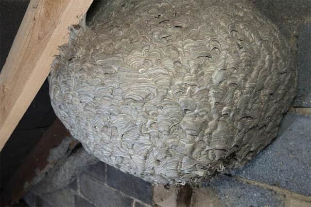 The giant wasps nest