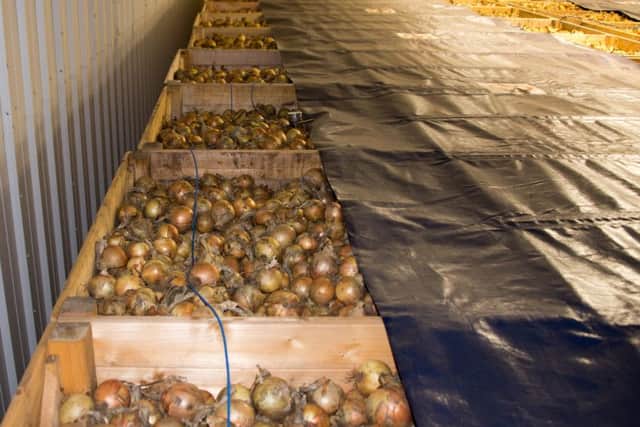 Onions in the new Greenshoots' store house.