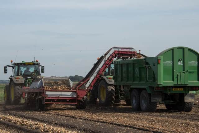 The onion harvest under way.