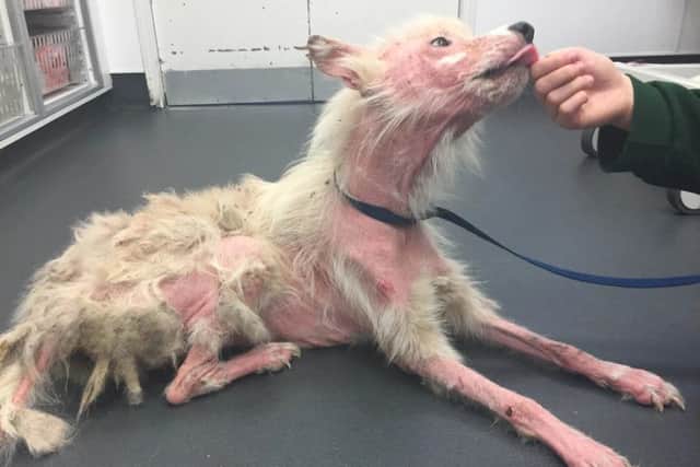 Ivy, the German Shepherd who was found with such a severe skin condition she had virtually no fur left. Credit: RSPCA/SWNS