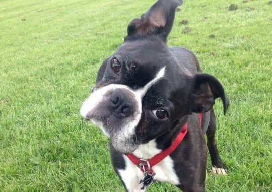 Have you seen Ziggy? 5WDPRTiaXiw6F6tFQp-d