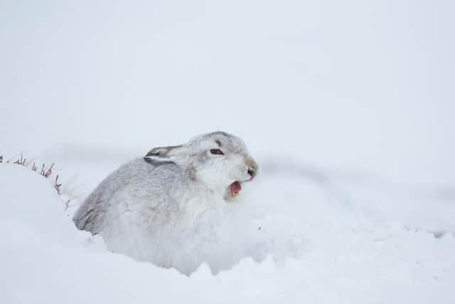 A Mountain Hare