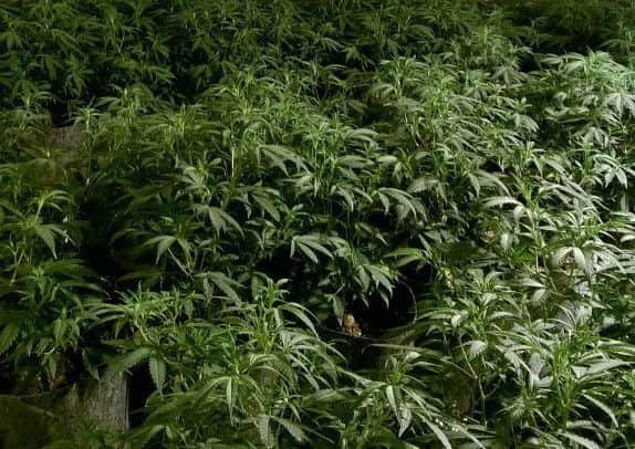 The cannabis factory in Lincoln Road