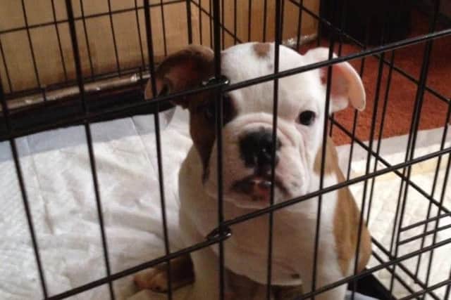 One of the puppy's seized from Aidas Gostautas in Peterborough