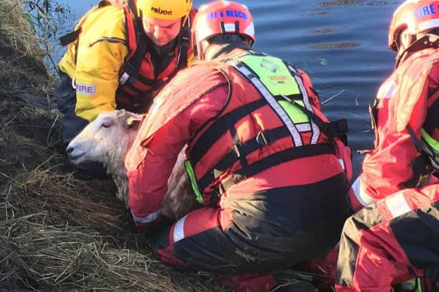 March and Dogsthorpe rescued a sheep that had fallen into a river in March Road, yesterday.