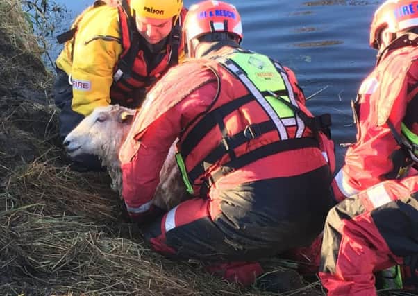 March and Dogsthorpe rescued a sheep that had fallen into a river in March Road, yesterday.