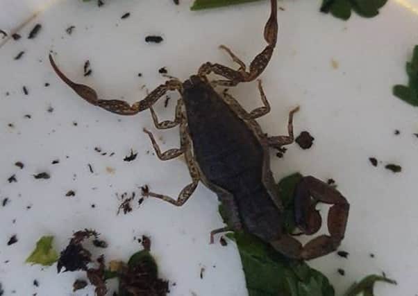 The rescued scorpion. Photo: The Exotic Pet Refuge 8uPQprJ2h52AAd5vs6lY