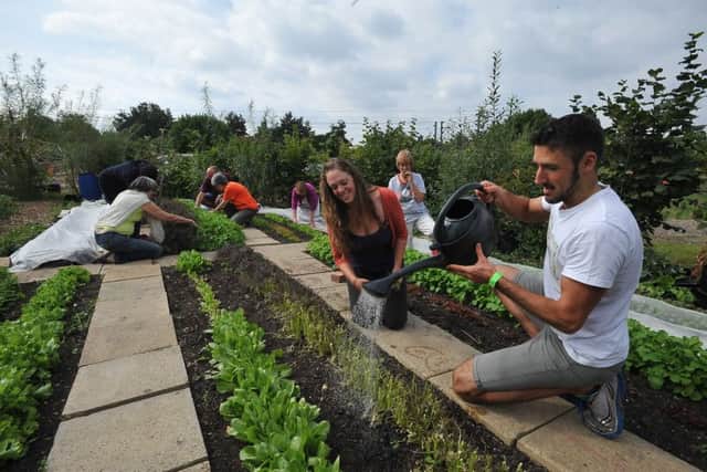 Ian tennant with Sophie Antonelli and volunteers tending salad plants at the Green Back Yard. EMN-141009-173034009