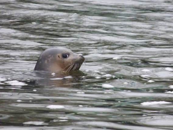 Sammy the Seal spotted in the Nene at Orton Lock 0aViI7aZV9THKmZ5tVfs