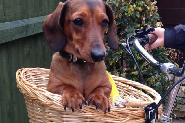 Dashing dachshund Mash