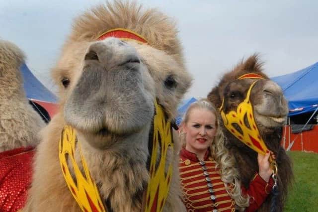 Circus Mondao defend their animals.'Petra Jackson strolls around field with camels Cashmere (brown) and Sabia