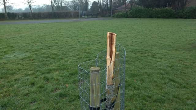 One of the trees damaged at Glinton Recreation Ground
