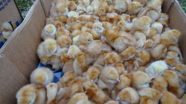 RSPCA inspectors said members of the public made the discovery in a field in Crowland, near Peterborough, on Friday.  Photo credit: RSPCA/PA POLICE_Chicks_123304.JPG