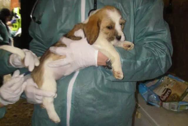 A dog is treated by RSPCA staff after it was rescued from the puppy farm run by a man who was jailed for six months for animal cruelty offences.