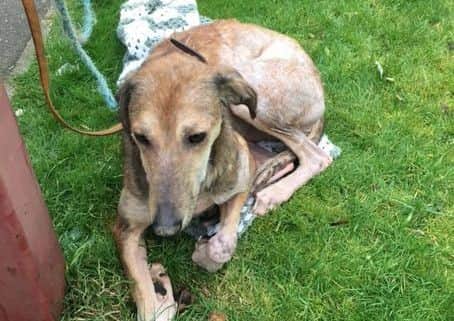 Ella is now on the mend after being abandoned in Peterborough