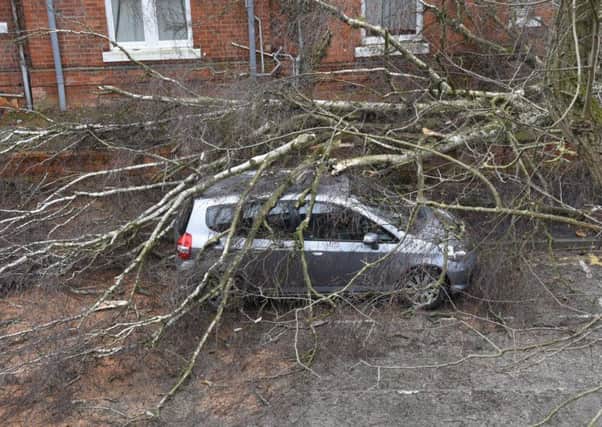 A tree fell on a car in Park Road